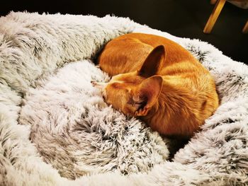 High angle view of animal sleeping on rug