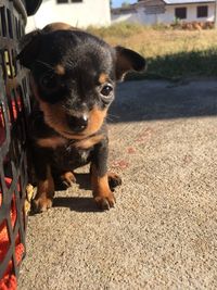 Close-up portrait of black puppy