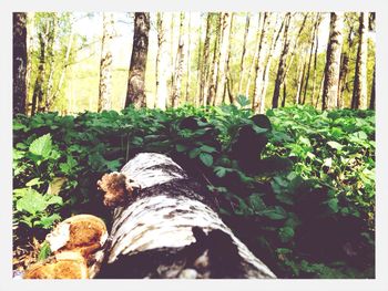 Plants growing in forest