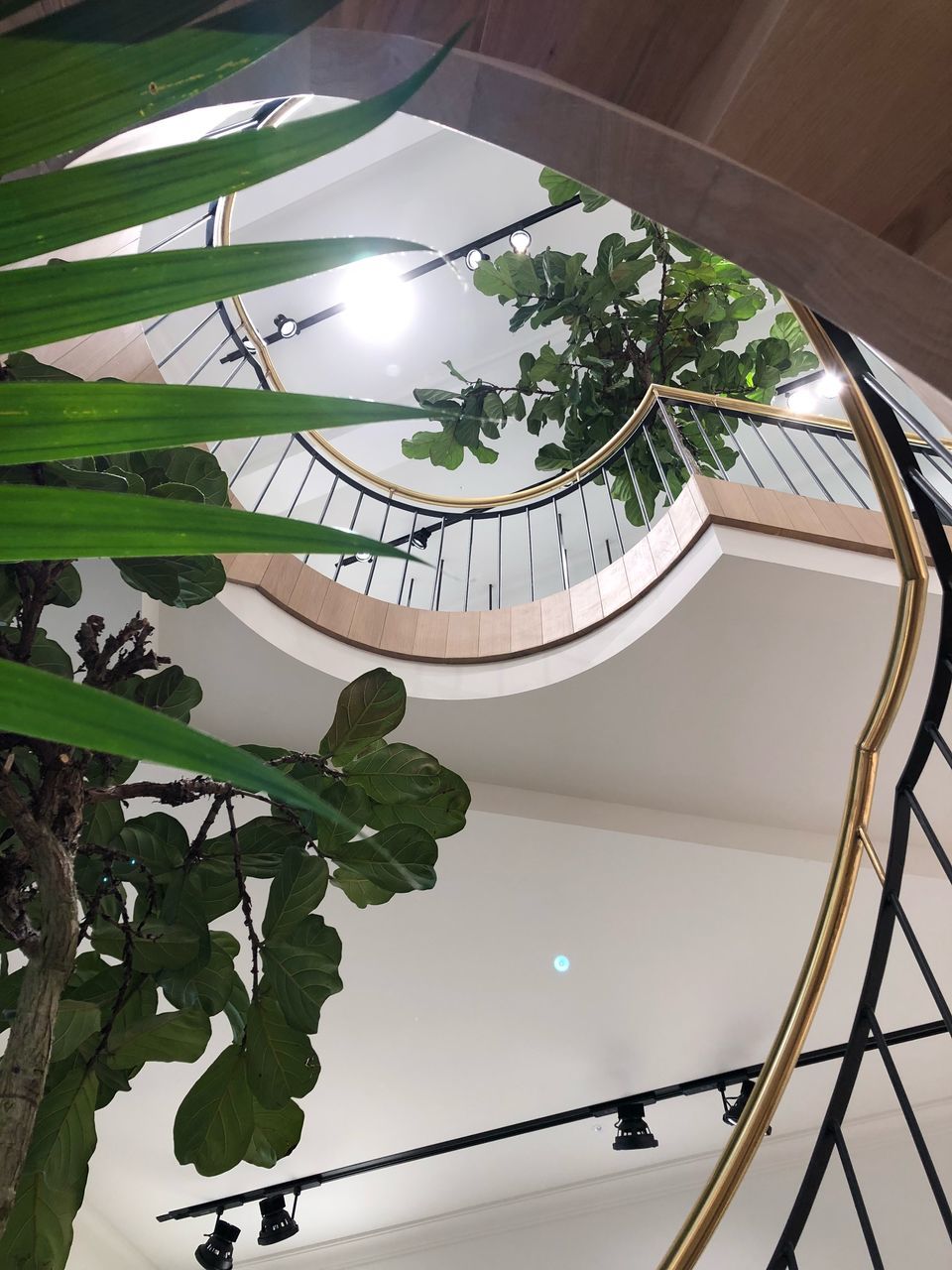 plant, architecture, low angle view, indoors, railing, built structure, day, growth, nature, staircase, leaf, plant part, steps and staircases, no people, green color, ceiling, window, reflection, tree, glass - material, skylight, directly below