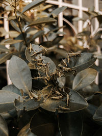 Close-up of dried leaves on field