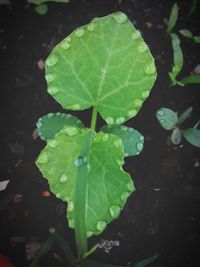 Close-up of raindrops on leaf