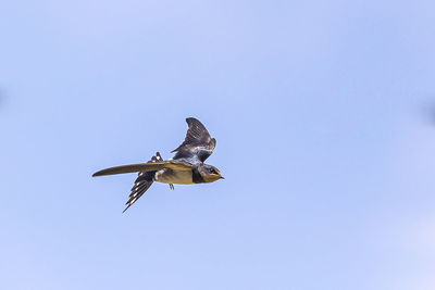 Low angle view of bird flying