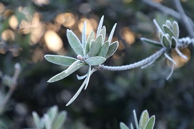 Close-up of white flowering plant