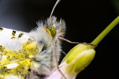 Close-up of insect on flower