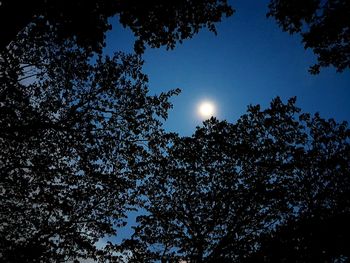 Low angle view of trees against sky at night