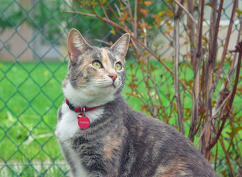 Close-up of cat sitting outdoors