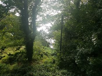 Trees in forest