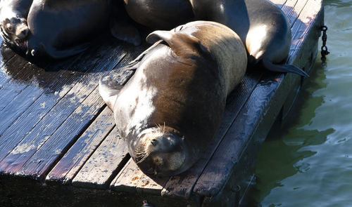 Seals relaxing at pier 39