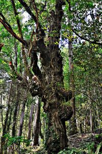 Low angle view of trees in forest