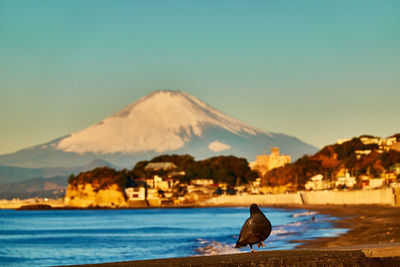 Seagull perching on a sea against mountain