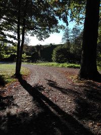 View of trees in forest