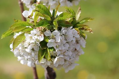 Close-up of white flowering plant