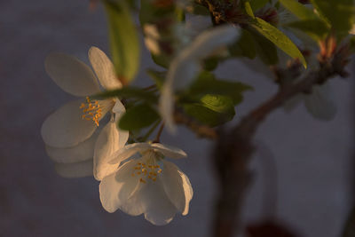 Close-up of cherry blossom