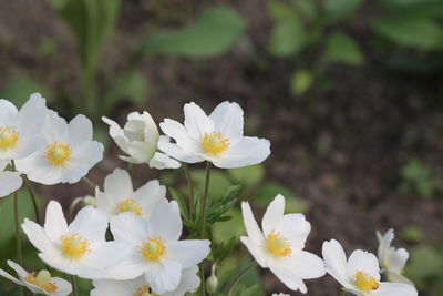 Close-up of white flowering plant