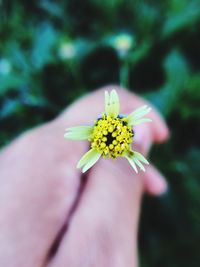 Close-up of insect on yellow flower