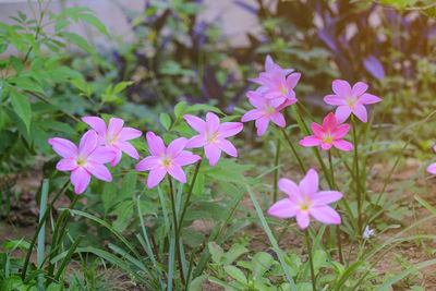 Close-up of pink flowering plants on field