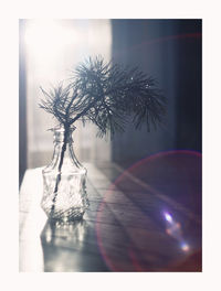 Close-up of tree on table at home