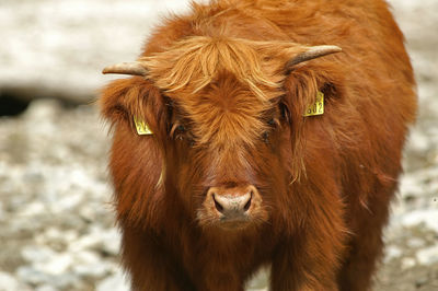 Highland cattle on field