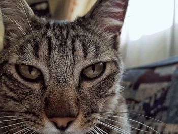 Close-up portrait of a cat