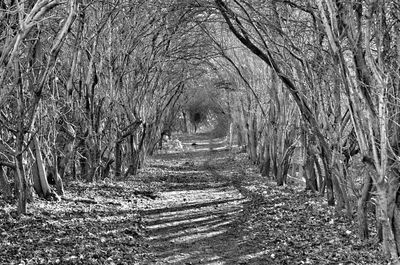Pathway passing through forest