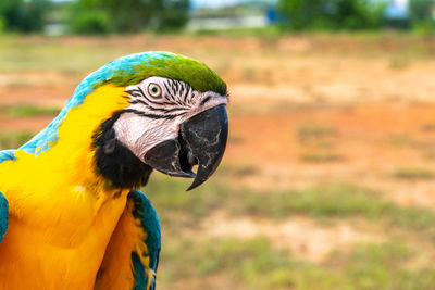 Close-up of a parrot