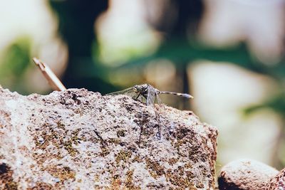 Close-up of insect on rock