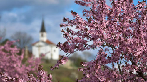 Pink cherry blossom tree outside building