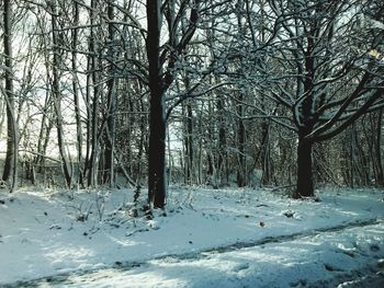 Bare trees on snow covered landscape