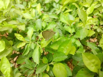 Close-up of butterfly on plant