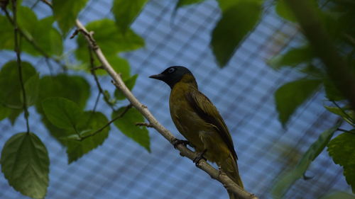 Bird perching on a plant