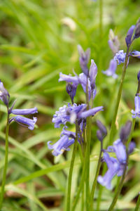 Close-up of purple crocus blooming outdoors