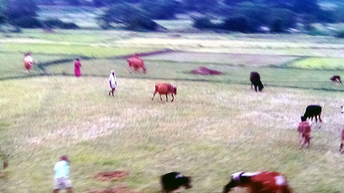 Sheep grazing on grassy field