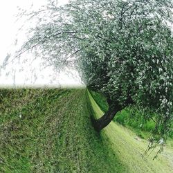 Trees on grassy field