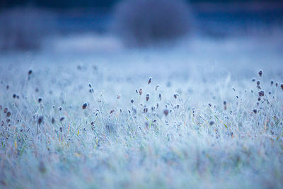 Autumn's frozen tapestry. enchanting meadow captured in ice in northern europe