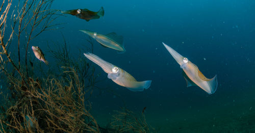 Spawning squid, wide angle