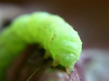 Close-up of plant against blurred background