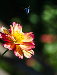 Close-up of bee on yellow flower blooming outdoors