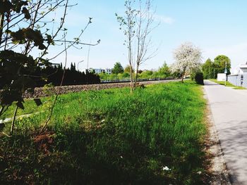 Plants growing on field by road against sky