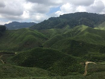 Scenic view of agricultural field of tea plantations against sky