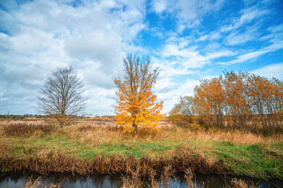 Trees on field against sky during autumn