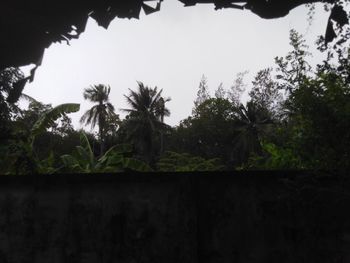 Low angle view of silhouette trees against clear sky