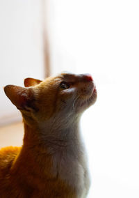 Close-up of a cat looking away over white background