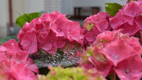 Close-up of pink hydrangea blooming in park