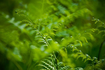 Close-up of fern leaves on tree