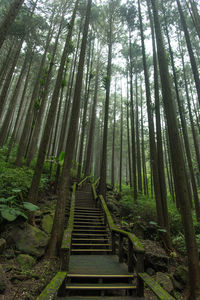 Low angle view of bamboo trees in forest