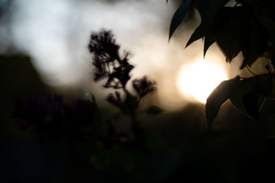 Close-up of silhouette plants against sky during sunset