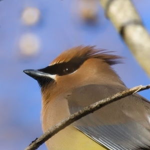 Close-up of bird perching on a tree