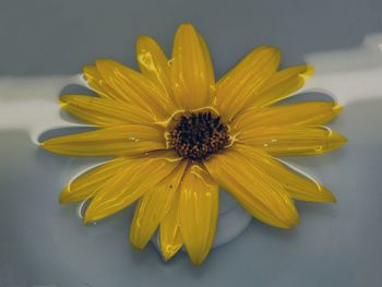 Close-up of yellow flower