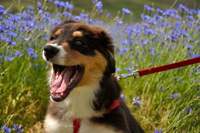 Portrait of puppy australian shepherd dog yawning on the cornflowers field